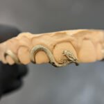 Serpent Grillz